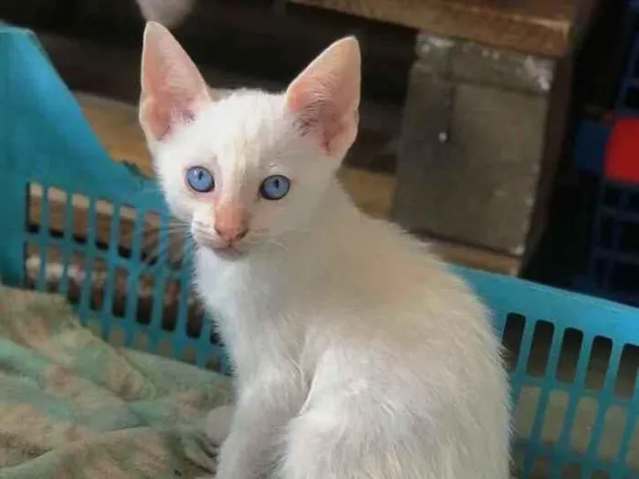 Gato ra a srd idade 2 a 6 meses nome Plinio