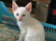 Plinio