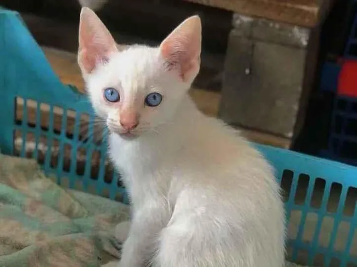 Gato ra a srd idade 2 a 6 meses nome Plinio