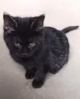 Penelope