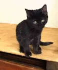 Penelope