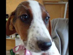 Cachorro raça  idade 2 a 6 meses nome Sao 16 cachorrinhos 
