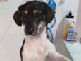 Cachorro raça SRD idade 1 ano nome TUCO