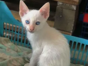 Gato raça srd idade 2 a 6 meses nome Plinio