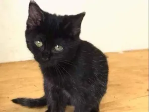 Gato raça srd idade 2 a 6 meses nome Penelope