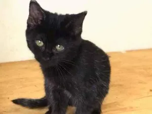 Gato raça srd idade 2 a 6 meses nome Penelope
