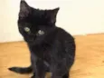 Penelope