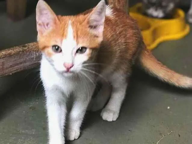 Gato ra a srd idade 2 a 6 meses nome Pablo