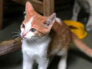 Gato raça srd idade 2 a 6 meses nome Pablo