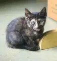 Polly