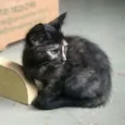 Polly