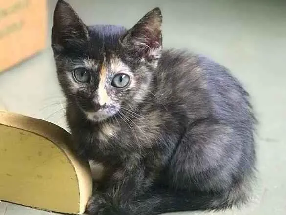 Gato ra a srd idade 2 a 6 meses nome Polly