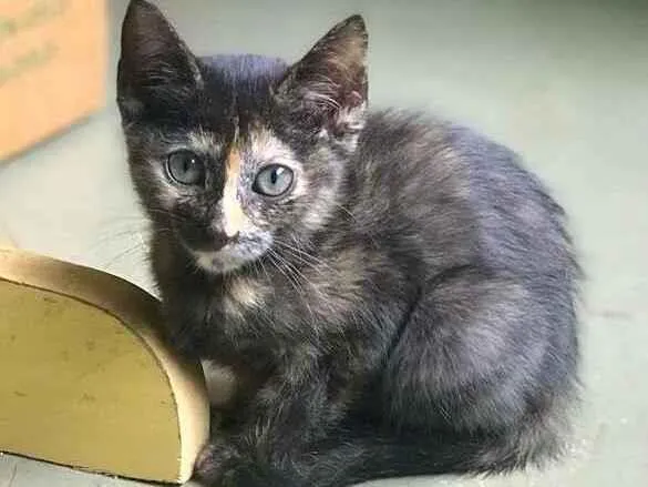 Gato ra a srd idade 2 a 6 meses nome Polly