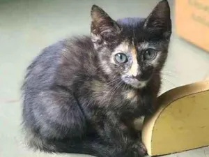 Gato raça srd idade 2 a 6 meses nome Polly