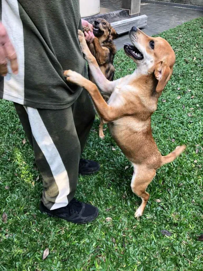 Cachorro ra a Srd idade 1 ano nome Lili