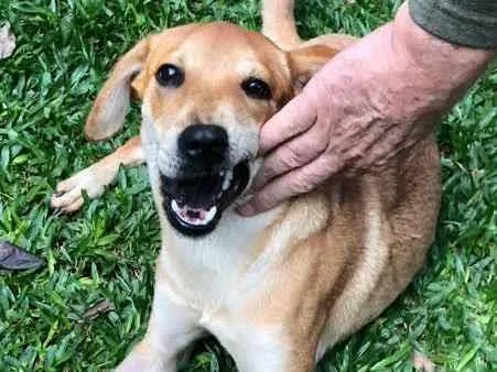 Cachorro ra a Srd idade 1 ano nome Lili