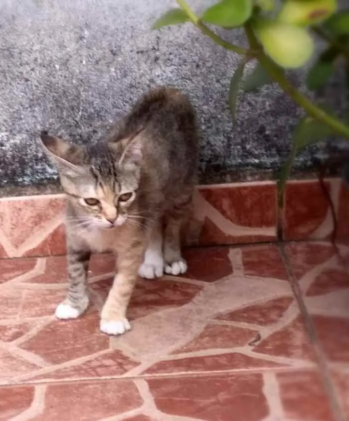 Gato ra a srd idade 2 a 6 meses nome Brigite