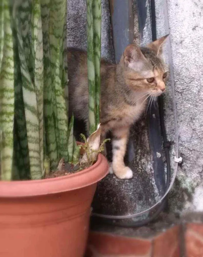 Gato ra a srd idade 2 a 6 meses nome Brigite