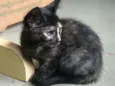 Polly