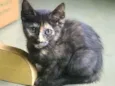 Polly