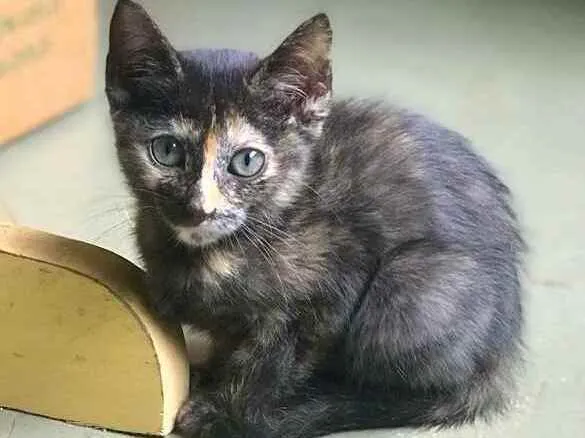 Gato ra a srd idade 2 a 6 meses nome Polly