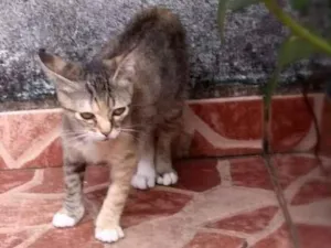 Gato raça srd idade 2 a 6 meses nome Brigite
