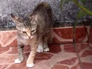 Gato raça srd idade 2 a 6 meses nome Brigite