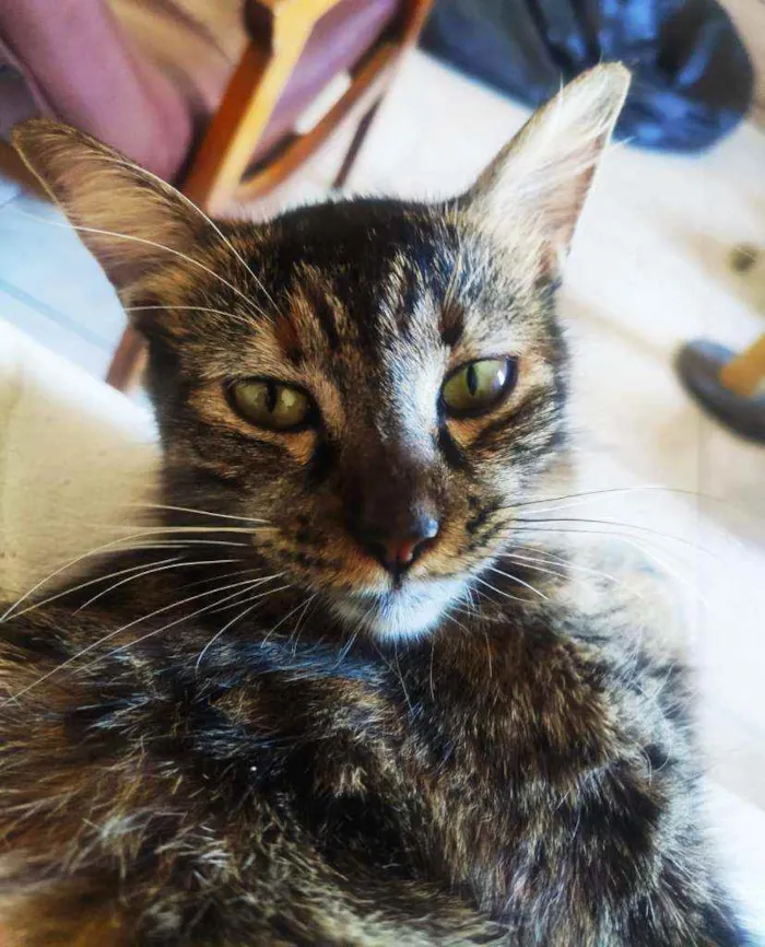 Gato ra a Srd idade 7 a 11 meses nome ** Anna **
