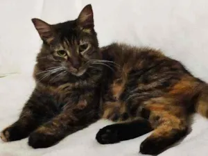 Gato raça Srd idade 7 a 11 meses nome ** Anna **