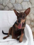 Toby