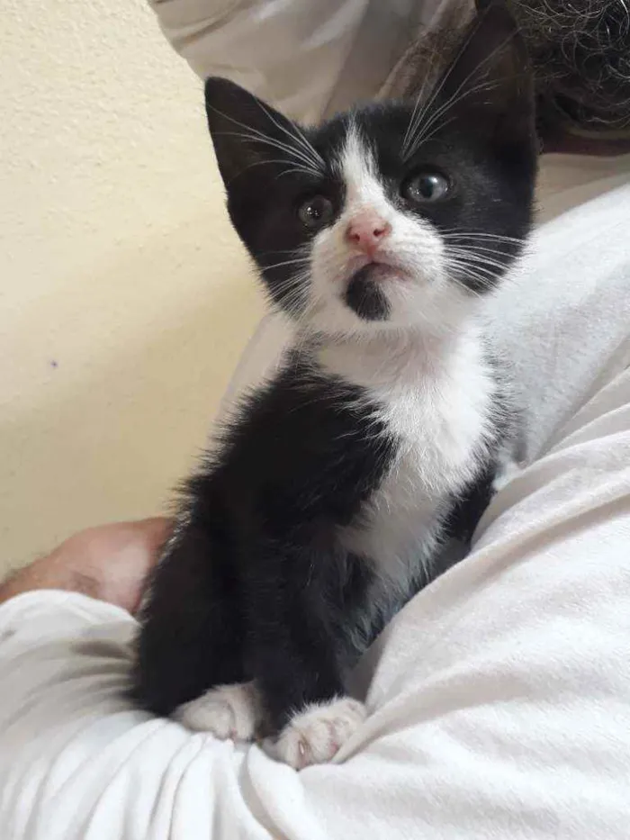 Gato ra a SRD idade Abaixo de 2 meses nome Maria Flor