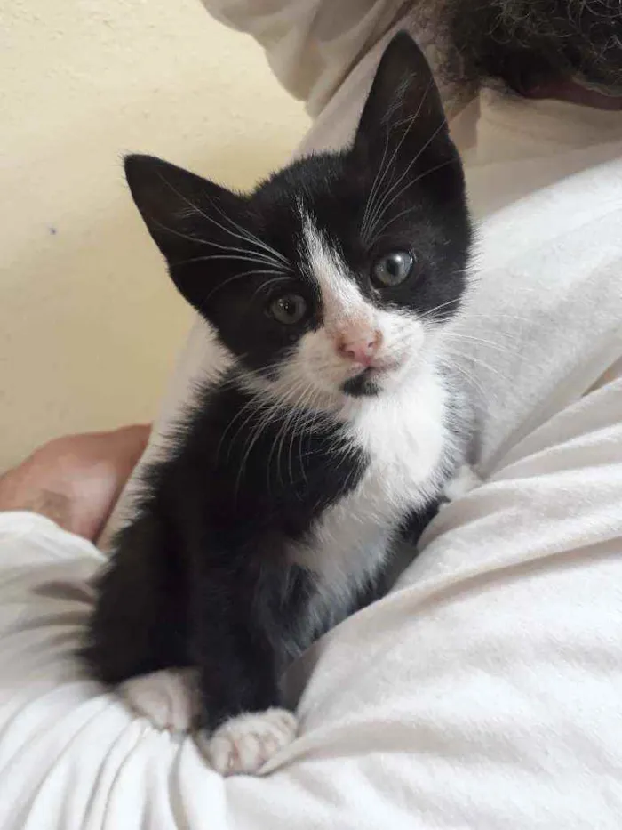 Gato ra a SRD idade Abaixo de 2 meses nome Maria Flor
