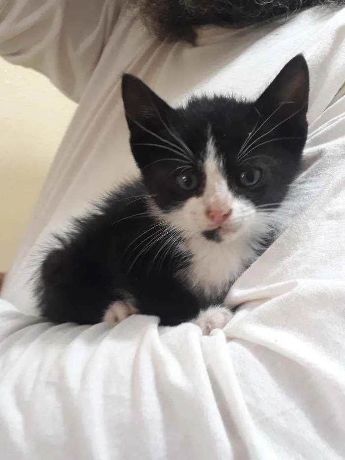 Gato ra a SRD idade Abaixo de 2 meses nome Maria Flor