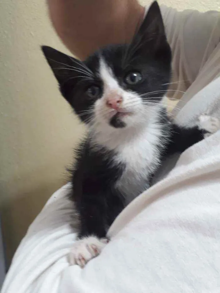 Gato ra a SRD idade Abaixo de 2 meses nome Maria Flor