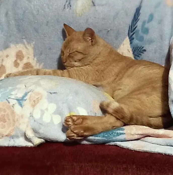 Gato ra a srd idade 4 anos nome Thor