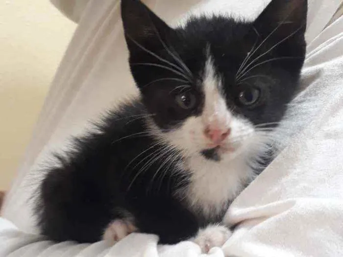 Gato ra a SRD idade Abaixo de 2 meses nome Maria Flor