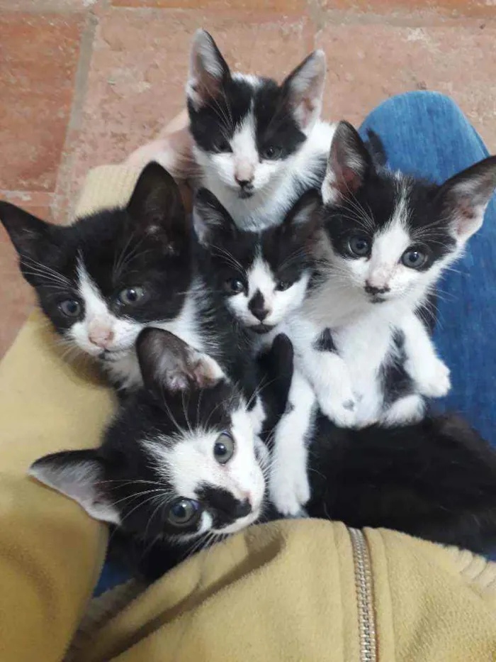 Gato ra a SRD idade Abaixo de 2 meses nome Maria Flor