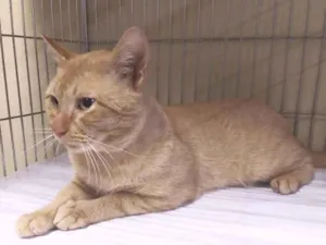 Gato raça srd idade 4 anos nome Thor