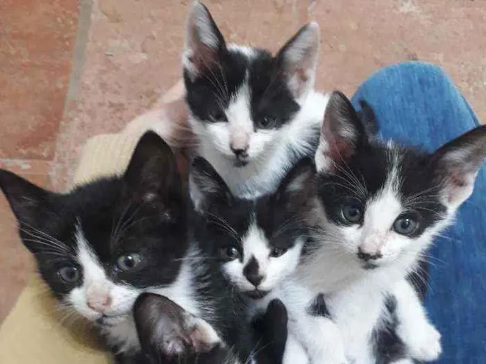 Gato ra a SRD idade Abaixo de 2 meses nome Maria Flor