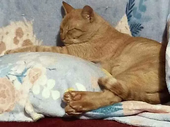 Gato ra a srd idade 4 anos nome Thor
