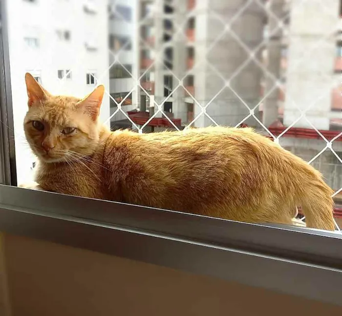 Gato ra a srd idade 5 anos nome Thor