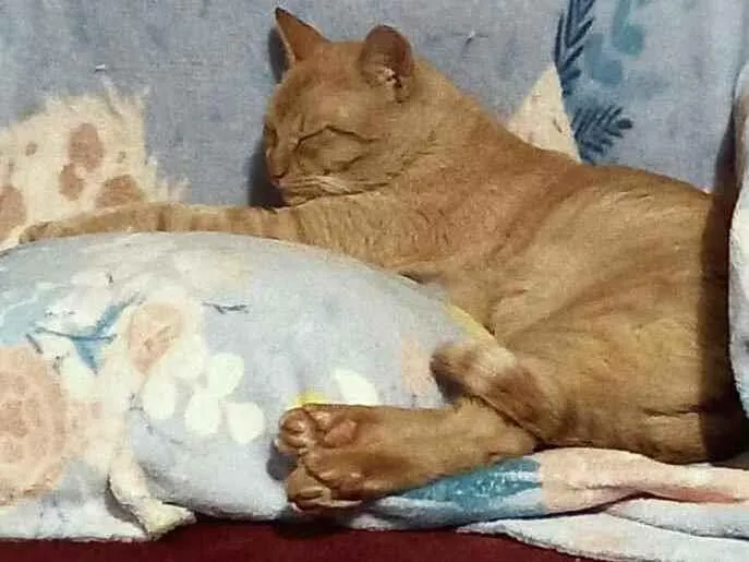 Gato ra a srd idade 5 anos nome Thor