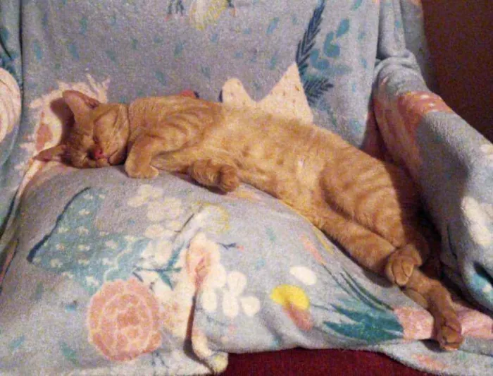 Gato ra a srd idade 5 anos nome Thor