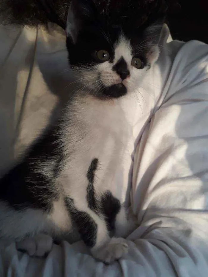 Gato ra a SRD idade Abaixo de 2 meses nome Huguinho 