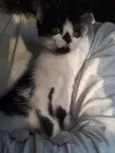 Huguinho