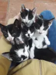 Huguinho