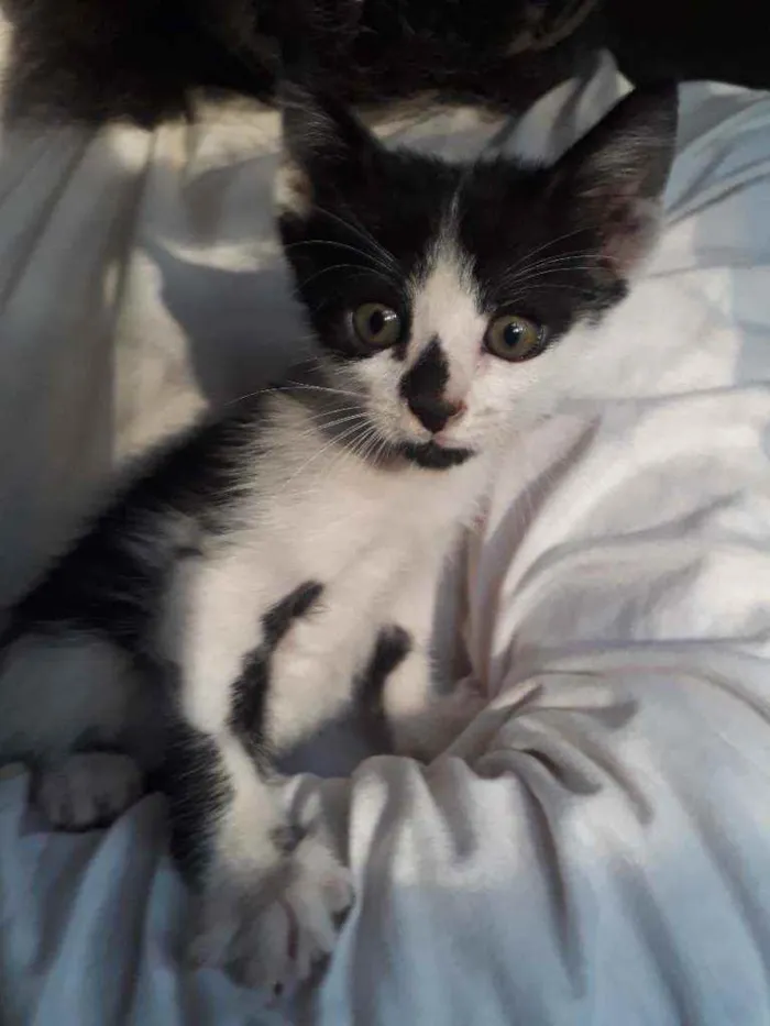 Gato ra a SRD idade Abaixo de 2 meses nome Huguinho 