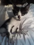 Huguinho