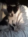 Huguinho