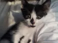 Huguinho
